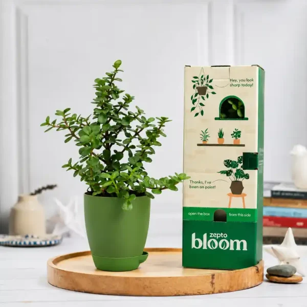 Bloom-Auspicious-Jade-Plant-Gifting-Decor