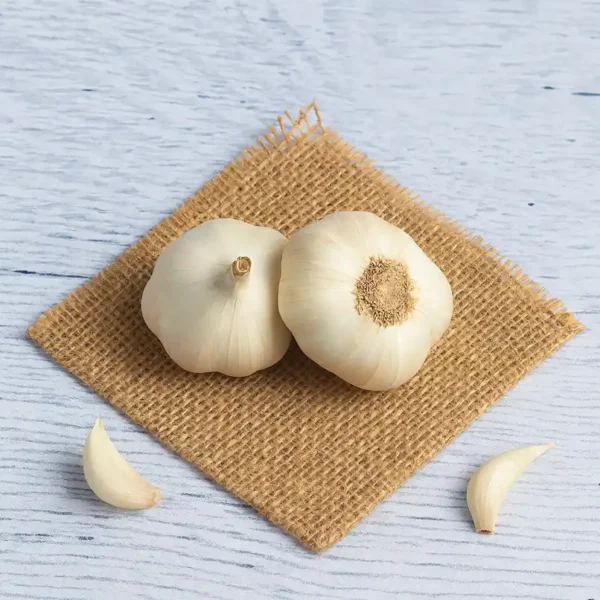 Garlic