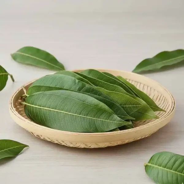Mango-Leaves