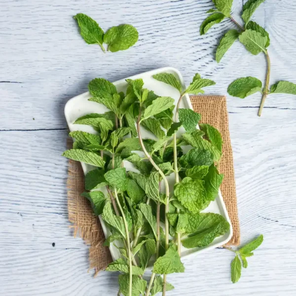 Mint-Leaves