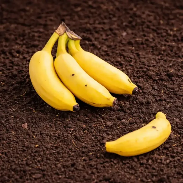 Organically-Grown-Banana-Yellaki