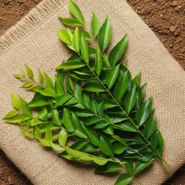 Organically-Grown-Curry-Leaves
