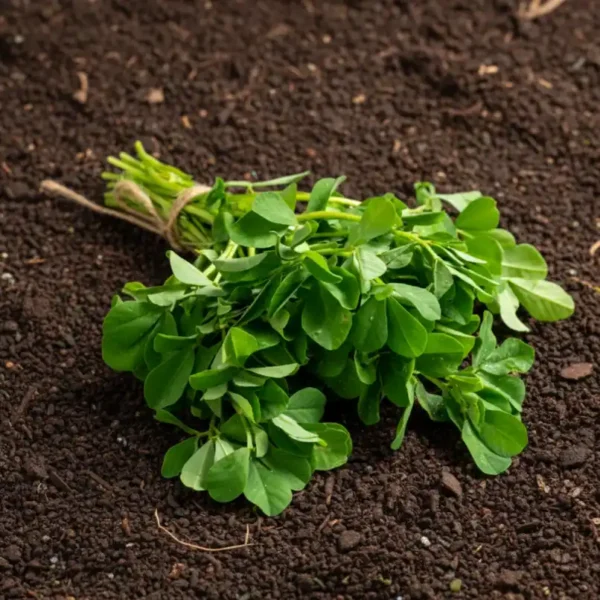 Organically-Grown-Fenugreek-Leaves