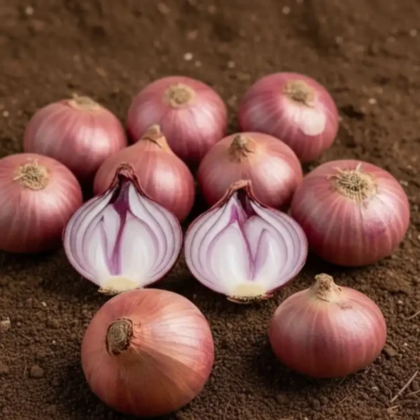 Organically-Grown-Onion
