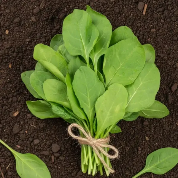 Organically-Grown-Spinach