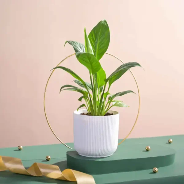 Ugaoo-Air-Purifying-Peace-Lily-Plant-Plant-In-Ibiza-Pot-Gifting-Decor