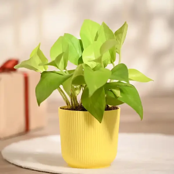 Ugaoo-Money-Plant-Golden-in-Yellow-Ibiza-Pot-Gifting-Decor