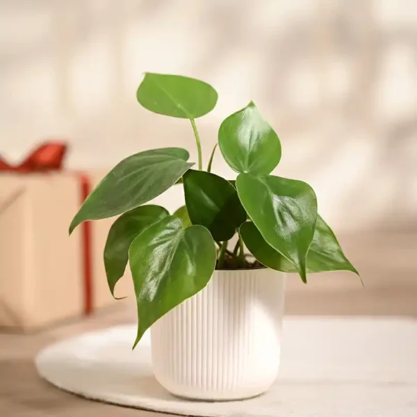 Ugaoo-Philodendron-Oxycardium-Green-Plant-with-White-Ibiza-pot-Gifting-Decor