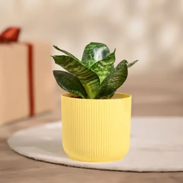 Ugaoo-Snake-green-with-yellow-Ibiza-Pot-Gifting-Decor